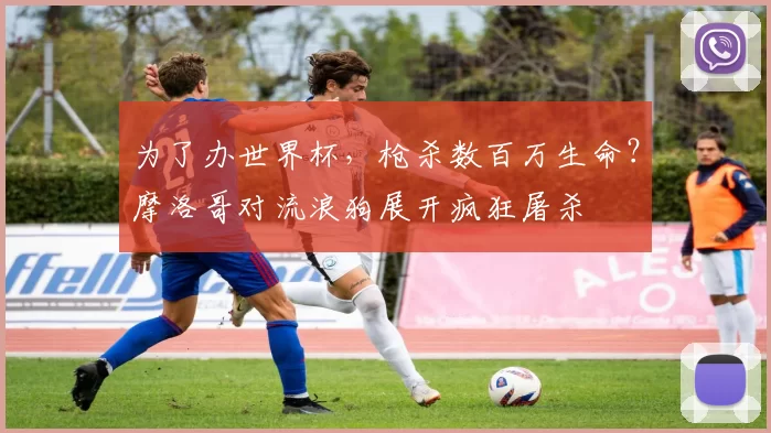 为了办世界杯，枪杀数百万生命？摩洛哥对流浪狗展开疯狂屠杀